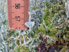 Cladonia