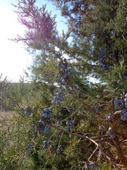 Juniperus foetidissima