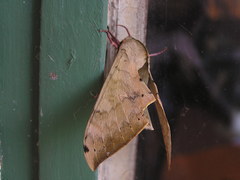 Pseudoclanis postica