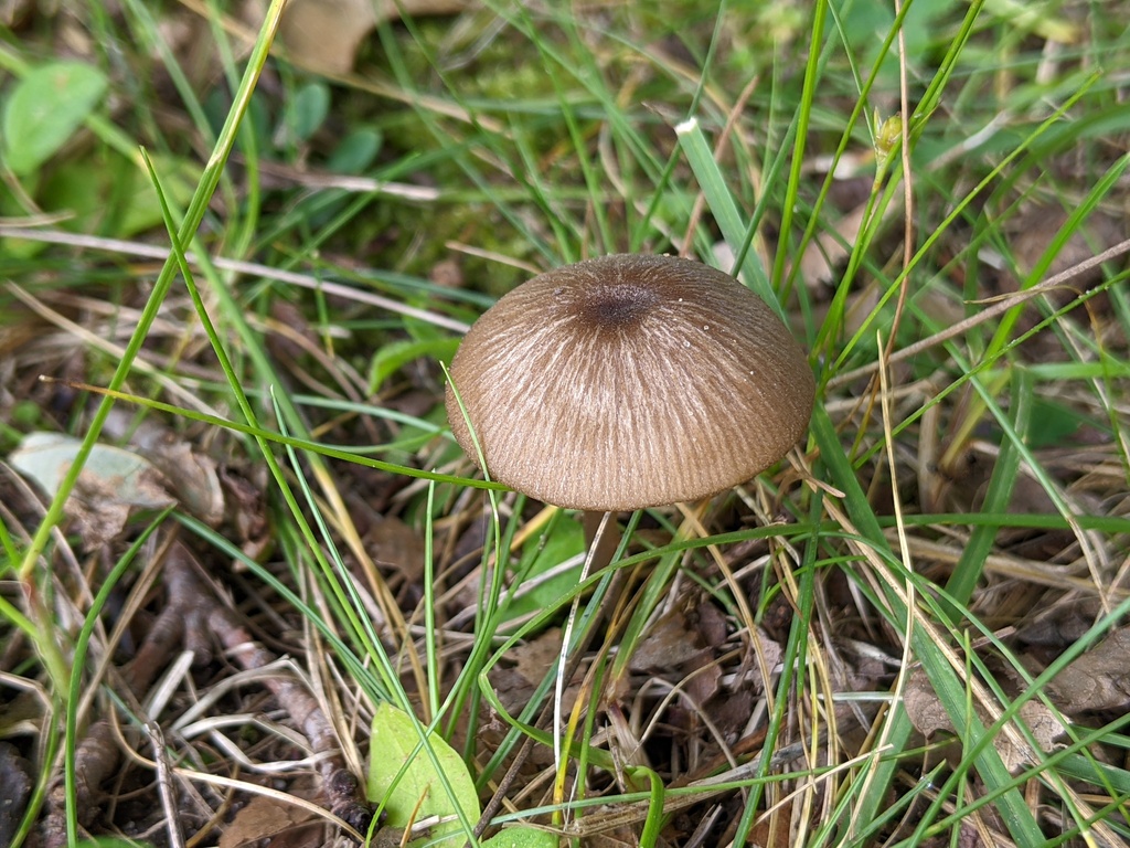 Pinkgills from Addison Oaks County Park on July 26, 2023 at 0950 AM by