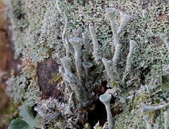 Cladonia