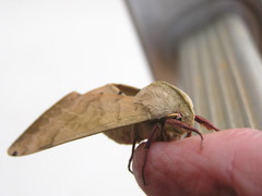 Pseudoclanis postica