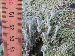 Cladonia