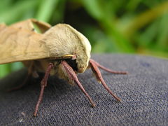 Pseudoclanis postica