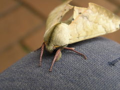 Pseudoclanis postica