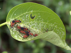 Oncopeltus nigriceps