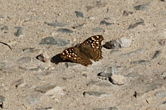 Junonia lemonias