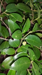 Peponidium