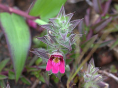 Lepidagathis keralensis