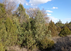 Juniperus foetidissima
