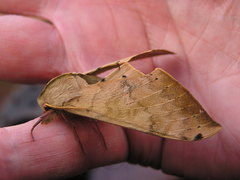 Pseudoclanis postica