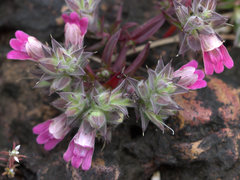 Lepidagathis keralensis