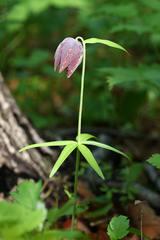 Fritillaria maximowiczii