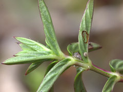 Lepidagathis keralensis