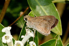 Pelopidas mathias