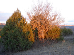 Juniperus foetidissima