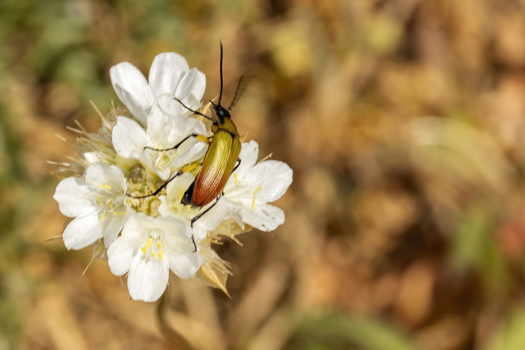 Proctenius gaditanus