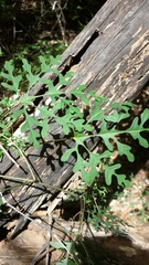 Adenia perrieri