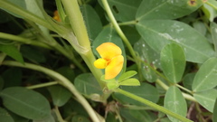 Arachis hypogaea
