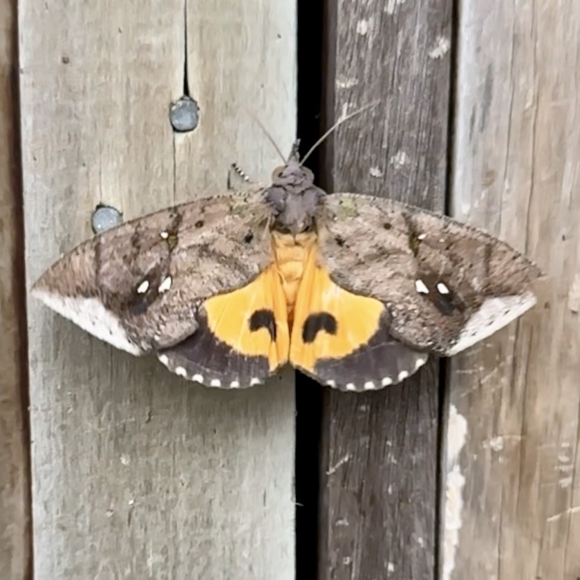 Eudocima muscigera