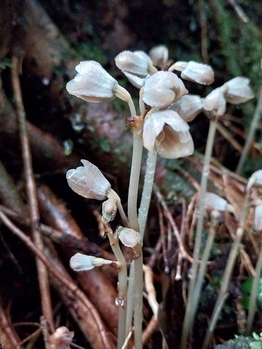 Gastrodia similis
