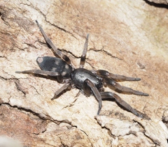 Lampona cylindrata