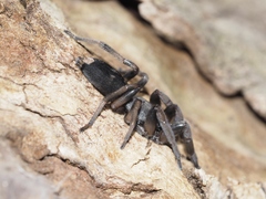 Lampona cylindrata