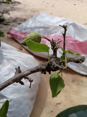 Adenia olaboensis image