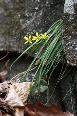 Gagea hiensis