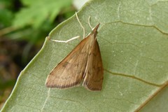 Mnesictena flavidalis