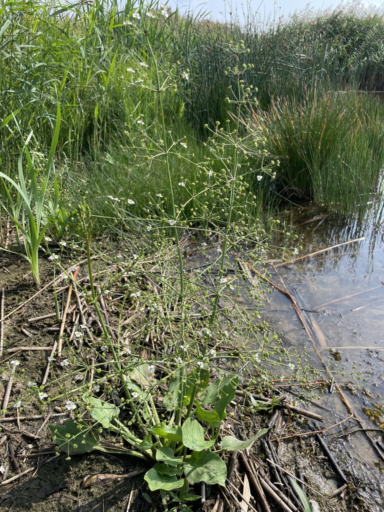 European Water Plantain From   Large 