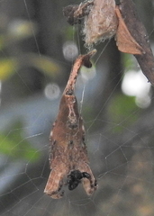 Arachnura scorpionoides