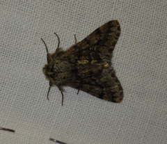 Apocheima hispidaria