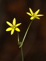 Gagea hiensis
