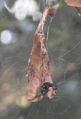 Arachnura scorpionoides