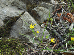 Gagea hiensis