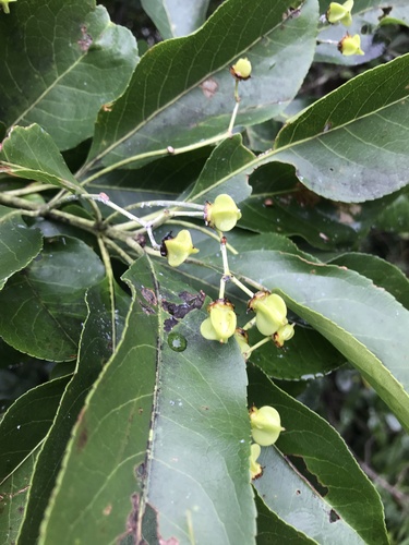 Image of Euonymus carnosus by no rights reserved