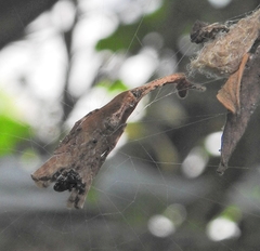Arachnura scorpionoides