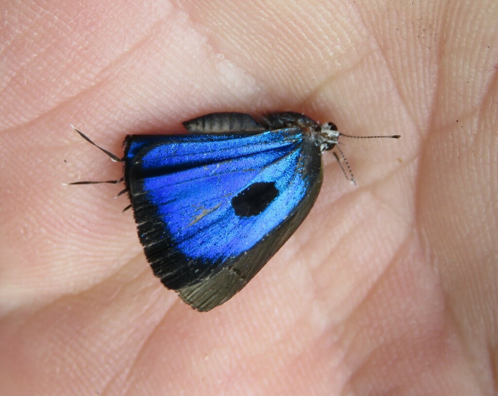Theclopsis mycon