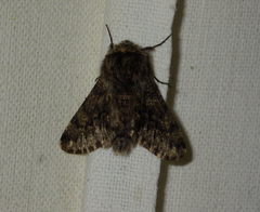 Apocheima hispidaria