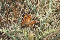 Vanessa cardui