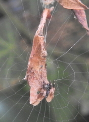 Arachnura scorpionoides