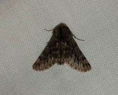 Apocheima hispidaria