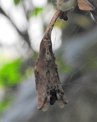 Arachnura scorpionoides