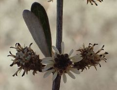 Olearia odorata