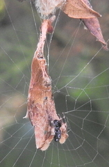 Arachnura scorpionoides
