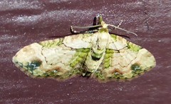 Chloroclystis sphragitis