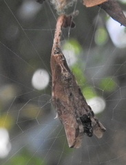 Arachnura scorpionoides