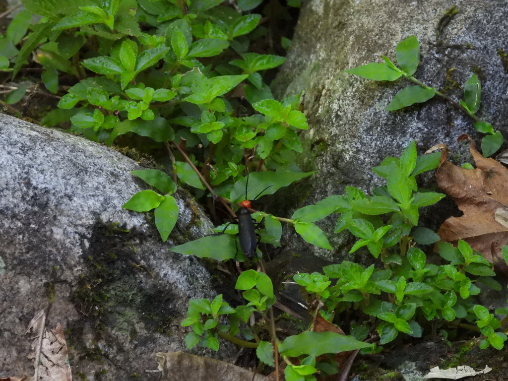 Epicauta hirticornis from 台灣宜蘭縣 on August 14, 2023 at 0939 AM by Max