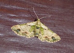 Chloroclystis sphragitis